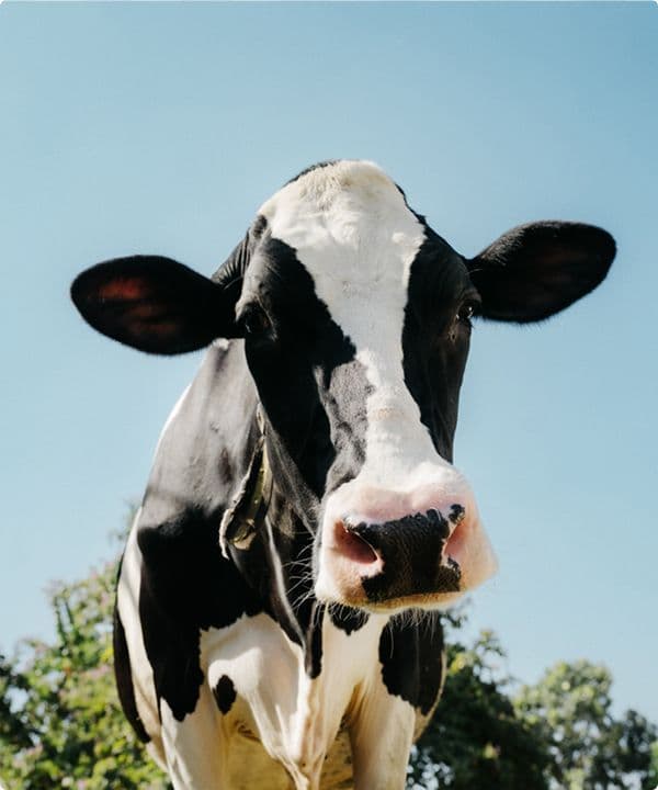 Animal Nutrition