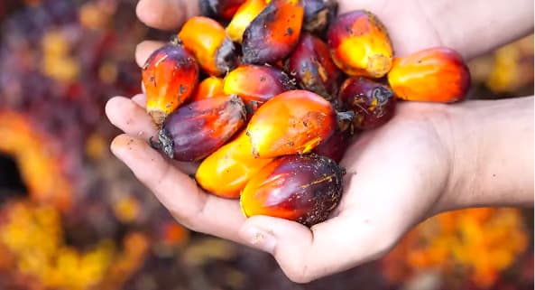 Will India Grow Its Own Palm Oil? Big Push Under Edible Oil Mission!